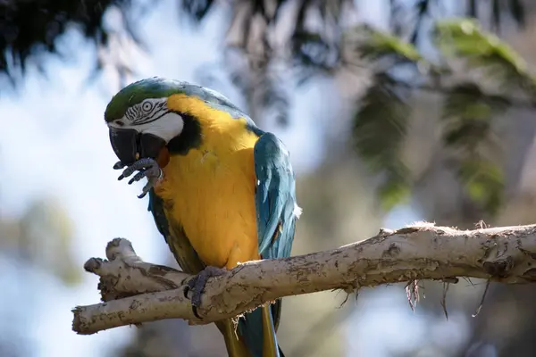 Blauwe Gouden Macaw Heeft Rug Bovenste Staartveren Van Blauwe Gouden — Stockfoto
