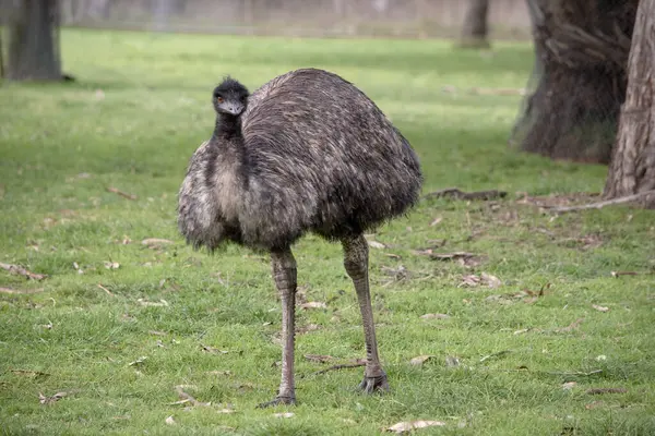 Emus Está Cubierto Plumas Primitivas Que Son Color Marrón Oscuro —  Fotos de Stock
