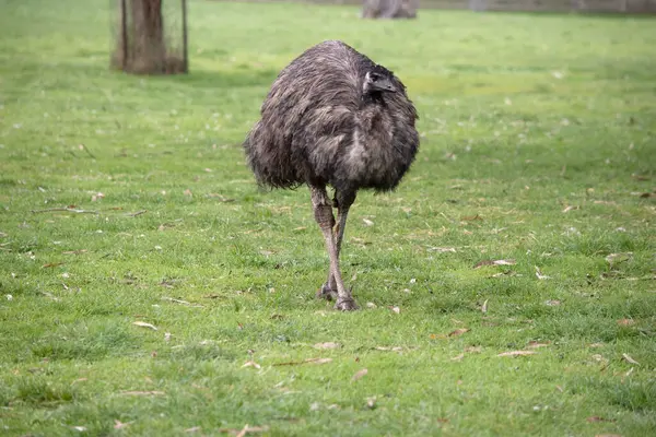 Emus Pokryte Prymitywnymi Piórami Które Ciemnobrązowe Lub Szaro Brązowe Czarnymi — Zdjęcie stockowe