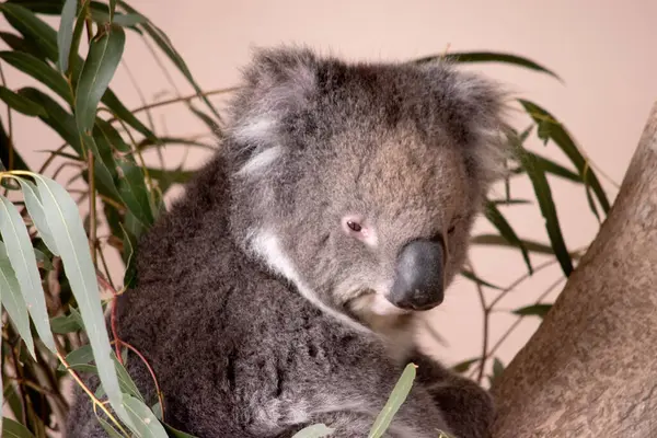 Koala Nın Büyük Yuvarlak Bir Kafası Büyük Tüylü Kulakları Büyük — Stok fotoğraf