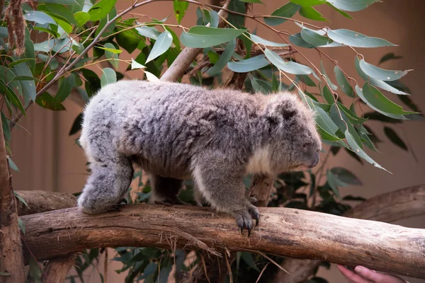 コアラは 大きな丸い頭 大きな毛皮の耳と大きな黒い鼻をしています 彼らの毛皮は 通常胸 内側の腕 耳と底に白い毛皮と色がグレー褐色です — ストック写真