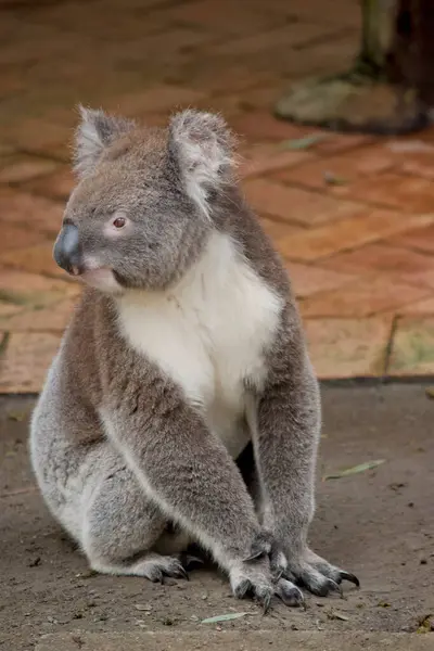 Koala Has Large Head Big Furry Ears Big Black Nose — Stock Photo, Image