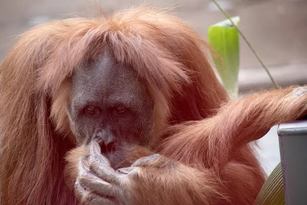 Los Orangutanes Son Mamífero Arbóreo Más Grande Pasando Mayor Parte — Foto de Stock