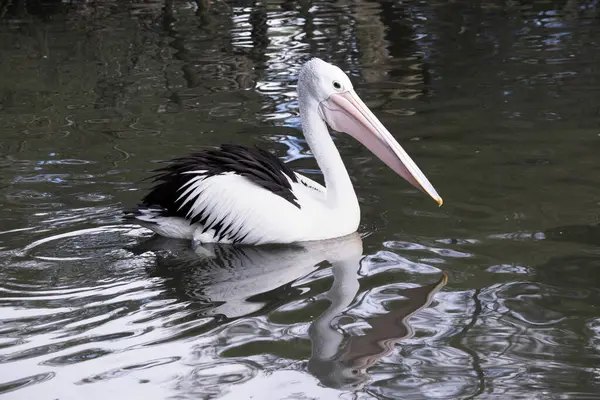 Австралийские Пеликаны Являются Одной Крупнейших Летающих Птиц Белое Тело Голова — стоковое фото