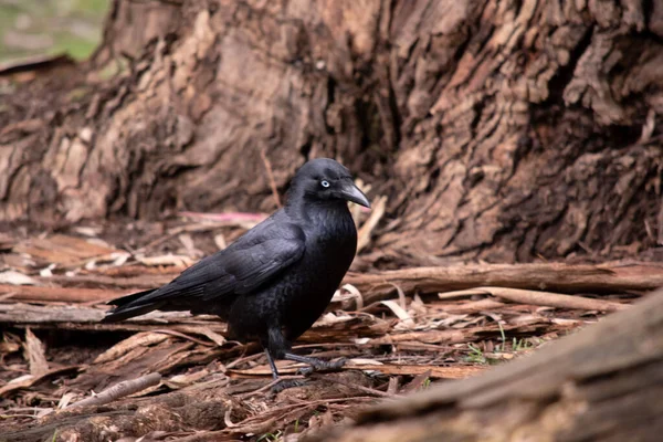 澳大利亚的乌鸦是黑色的 成年后有白眼 喉咙上的羽毛比其他种类的羽毛长 — 图库照片