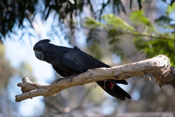 Mannelijke Roodstaart Zwarte Cockatoos Zijn Zwart Met Twee Levendige Rode — Stockfoto