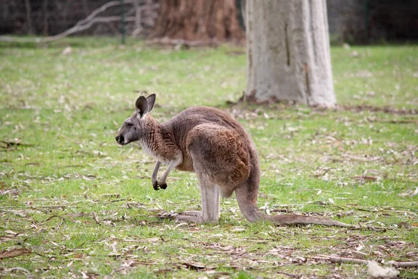 Red kangaroo males tend to be orange red in coloring while females are often blue grey. Both males and females are a lighter whitish color underneath.