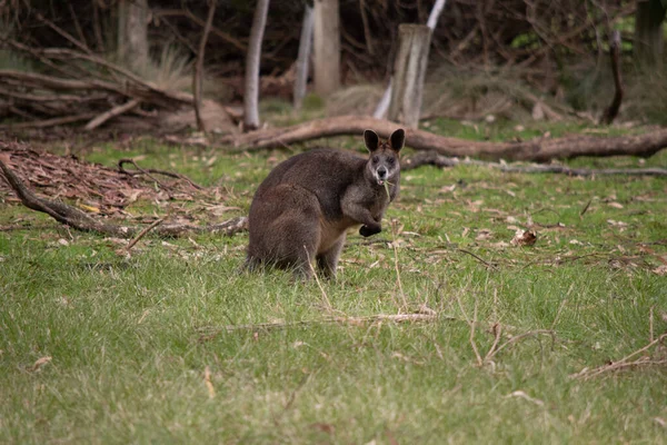 Mocsár Wallaby Sötét Barna Szőrme Gyakran Könnyebb Rozsdás Foltok Has — Stock Fotó