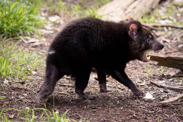 Tasmanian Devils are the size of a small dog. Devils have black fur with a large white stripe across their breast and the odd line on their back