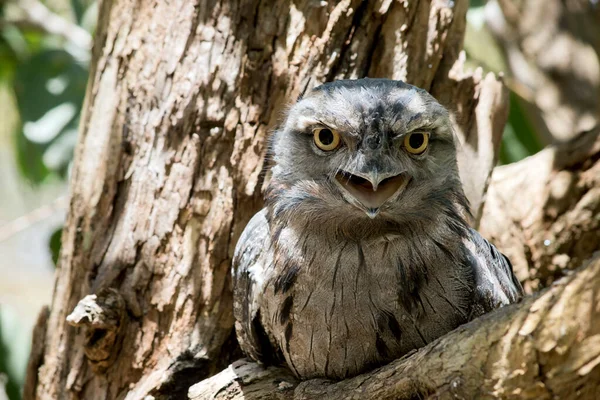 Tawny Frogmouth Silver Grey Slightly Paler Streaked Mottled Black Rufous — Stock Photo, Image