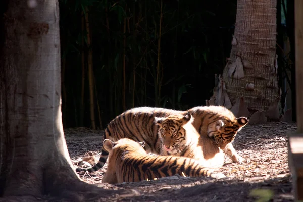 Тигри Потужними Мисливцями Гострими Зубами Міцними Щелепами Гнучкими Тілами — стокове фото