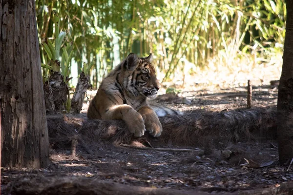 Los Tigres Son Poderosos Cazadores Con Dientes Afilados Mandíbulas Fuertes — Foto de Stock