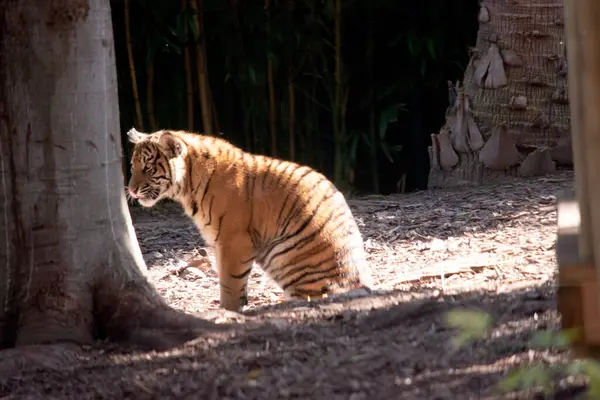 Τίγρεις Είναι Ισχυροί Κυνηγοί Αιχμηρά Δόντια Δυνατά Σαγόνια Και Ευκίνητα — Φωτογραφία Αρχείου