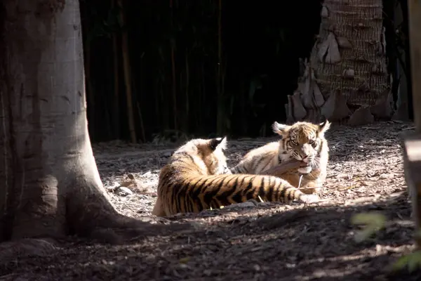 Тигри Потужними Мисливцями Гострими Зубами Міцними Щелепами Гнучкими Тілами — стокове фото