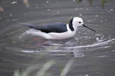 Siyah kanatlı stil. Pembe bacaklı siyah beyaz bir deniz kuşudur. Dar siyah gagalı beyaz bir kafası, beyaz göğsü ve siyah kanatları vardır.