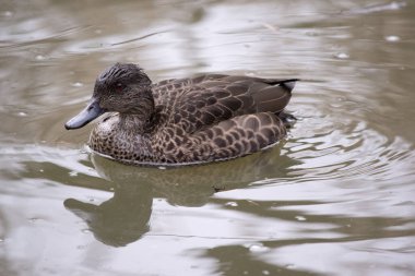 Dişi ördeğin koyu kahverengi tüyleri vardır. Kahverengi ve siyah gagalı gözleri vardır.