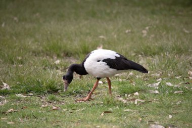 Saksağan kaz siyah başlı, boynu beyaz, boynu uzun siyah bir deniz kuşudur..