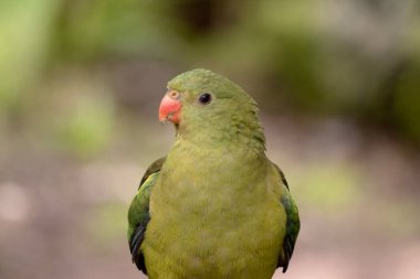 Dişi naip papağan açık yeşil renktedir. Sarı omuz bantları var ve küçük kırmızı bir bant kanat ortasından ve sarı alt kanatlardan geçiyor.. 