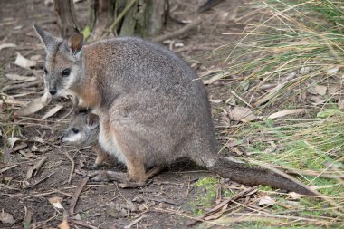 Tammar Wallaby 'nin çantasında Joey var.
