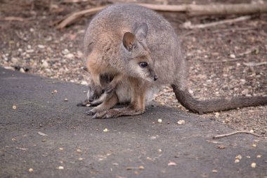 Tammar valabinin koyu grimsi üst kısımları, daha soluk alt kısımları, paslı kenarları ve uzuvları vardır. Tammar valabinin yüzünde beyaz çizgiler vardır..