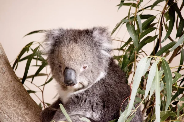 Koala Une Grosse Tête Ronde Grandes Oreilles Poilues Gros Nez — Photo