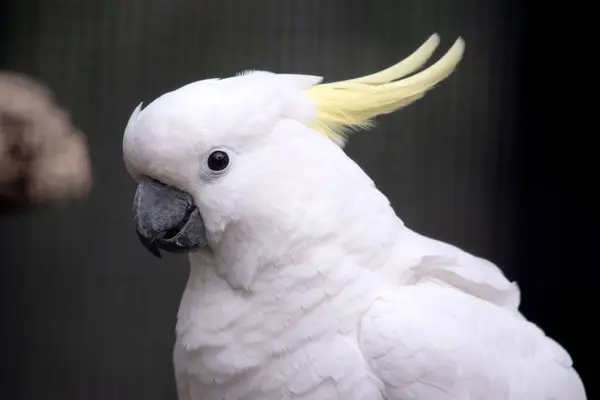 Sulfátový Chocholatý Kohoutek Bílý Pták Žlutým Znakem Stock Snímky