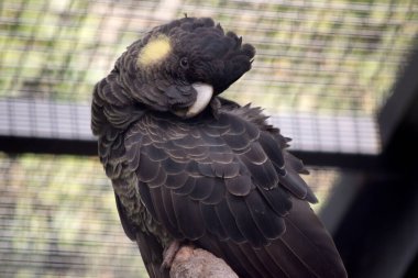 Sarı kuyruklu papağan tüylerinde sarı kenarlı ve sarı yanağında pembe göz çevresi olan siyah bir kuştur.