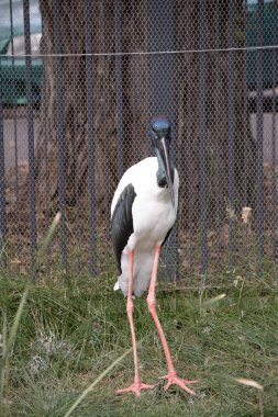 Jabiru 'nun başı ve boynu parlak yeşil ve mor bir parıltıyla siyahtır. Erkeğin gözleri siyah, dişinin gözleri sarı.