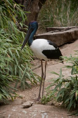 Jabiru ya da siyah boyunlu leylek, 1.3 metre uzunluğunda ve kanat açıklığı yaklaşık 2 metre olan siyah-beyaz bir su kuşudur. Baş ve boyun, parlak yeşil ve mor bir parıltıyla siyahtır..