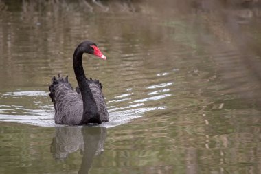 Siyah kuğunun sırtında beyaz ve boynu tamamen siyah olan siyah tüyleri vardır. Kırmızı gagalı, beyaz çizgili ve kırmızı gözlü.