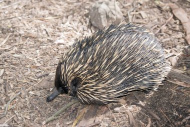Ekidnanın kirpi gibi dikenleri, kuş gibi gagası, kanguru gibi kesesi vardır ve sürüngen gibi yumurtlar. Dikenli karıncayiyenler olarak da bilinir. Avustralya 'ya özgü küçük ve yalnız memelilerdir.