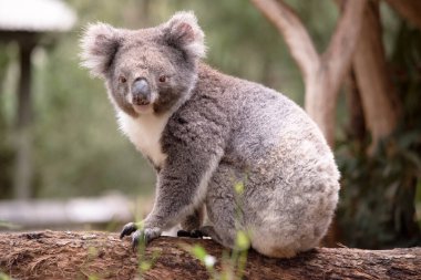 Koala 'nın büyük yuvarlak bir kafası, büyük tüylü kulakları ve büyük siyah bir burnu var. Kürkleri genellikle gri-kahverengidir. Göğsünde, iç kollarında, kulaklarında ve altında beyaz kürkleri vardır..