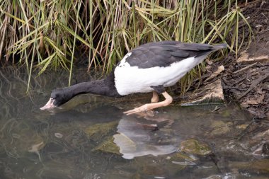 Saksağan kaz siyah başlı, boynu beyaz, boynu uzun siyah bir deniz kuşudur..