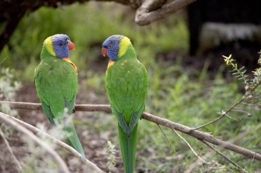 Gökkuşağı lorisinin parlak sarı-turuncu / kırmızı bir göğsü, çoğunlukla menekşe mavisi bir boğazı ve sarı-yeşil bir yakası vardır..