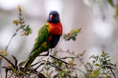 Gökkuşağı lorisinin parlak sarı-turuncu / kırmızı bir göğsü, çoğunlukla menekşe mavisi bir boğazı ve sarı-yeşil bir yakası vardır..