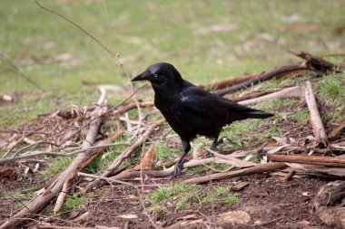 Avustralyalı kuzgunlar siyah ve yetişkinlerde beyaz gözlüler. Boğazdaki tüyler diğer türlerden daha uzundur.