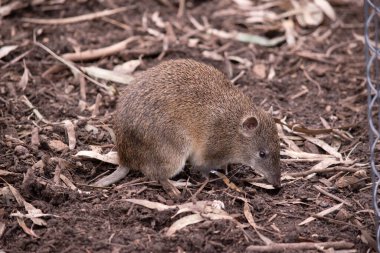 Güneyli kahverengi haydut, uzun sivri burunlu, çıplak burunlu ve kısa kuyruklu orta büyüklükte bir toprak keseli hayvan türüdür..