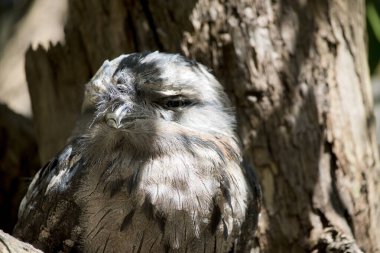 the tawny frogmouth uses it coloring to hide from preditors as it blends in with a tree