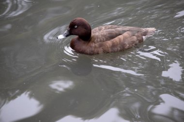 Hardhead ördeğinin de kahverengi bir vücudu ve beyaz bir alt tarafı vardır. Gagasında beyaz bir göz ve mavi bir uç var.