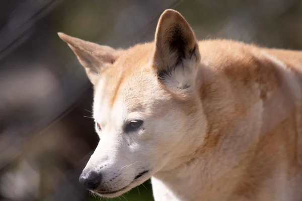 Dingos are a dog-like wolf. They have a long muzzle, erect ears and strong claws. They usually have a ginger coat and most have white markings on their feet, tail tip and chest