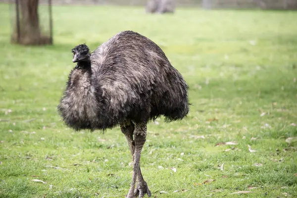 Emus are covered in primitive feathers that are dusky brown to grey-brown with black tips. The Emu\'s neck is bluish black and mostly free of feathers.