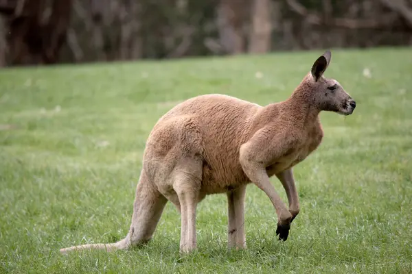 Male red kangaroos have red-brown fur. They have shortened upper limbs with clawed paws.