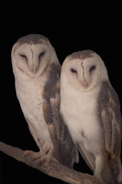 Ahır baykuşlarının kalp şeklinde beyaz bir yüzü ve koyu renk gözleri vardır..