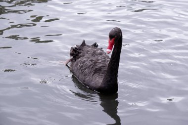 Siyah kuğunun sırtında beyaz ve boynu tamamen siyah olan siyah tüyleri vardır. Kırmızı gagalı, beyaz çizgili ve kırmızı gözlü.