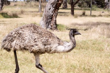Emus 'lar koyu kahverengiden gri-kahverengi ve siyah uçlu ilkel tüylerle kaplıdır. Emu 'nun boynu mavimsi siyah ve tüysüz..