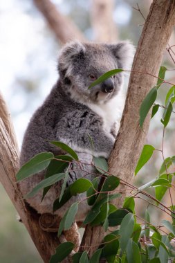 Koala 'nın büyük yuvarlak bir kafası, büyük tüylü kulakları ve büyük siyah bir burnu var. Kürkleri genellikle gri-kahverengidir. Göğsünde, iç kollarında, kulaklarında ve altında beyaz kürkleri vardır..