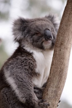 Koala 'nın büyük yuvarlak bir kafası, büyük tüylü kulakları ve büyük siyah bir burnu var. Kürkleri genellikle gri-kahverengidir. Göğsünde, iç kollarında, kulaklarında ve altında beyaz kürkleri vardır..