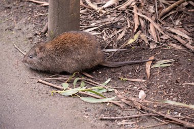 Uzun burunlu Potoro 'ların burunlarından burnuna kadar uzanan küçük bir deri parçasıyla sivrilen uzun bir burnu vardır..