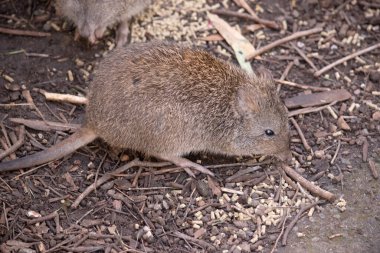 Uzun burunlu Potoroo 'nun kahverengi-gri bir üst gövdesi ve daha soluk bir alt gövdesi vardır. Burundan buruna kadar uzanan küçük bir deri parçasıyla sivrilen uzun bir burunları vardır.