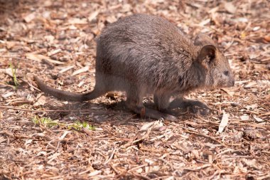 Quokka, kalın, kaba, gri-kahverengi tüylü ve hafif alt parçalı küçük bir valabidir. Burnu çıplak ve kulakları kısa.. 